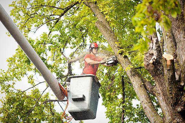 How Our Tree Care Process Works  in  Byng, OK